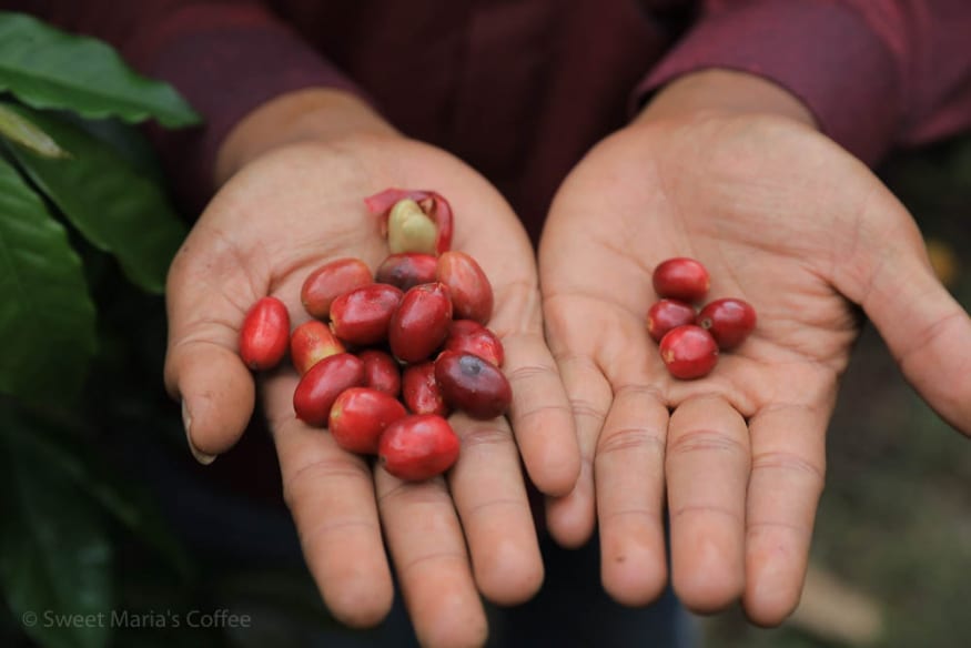 TimTim and Abyssina-3 Coffee Variety in Aceh , which is longer and larger