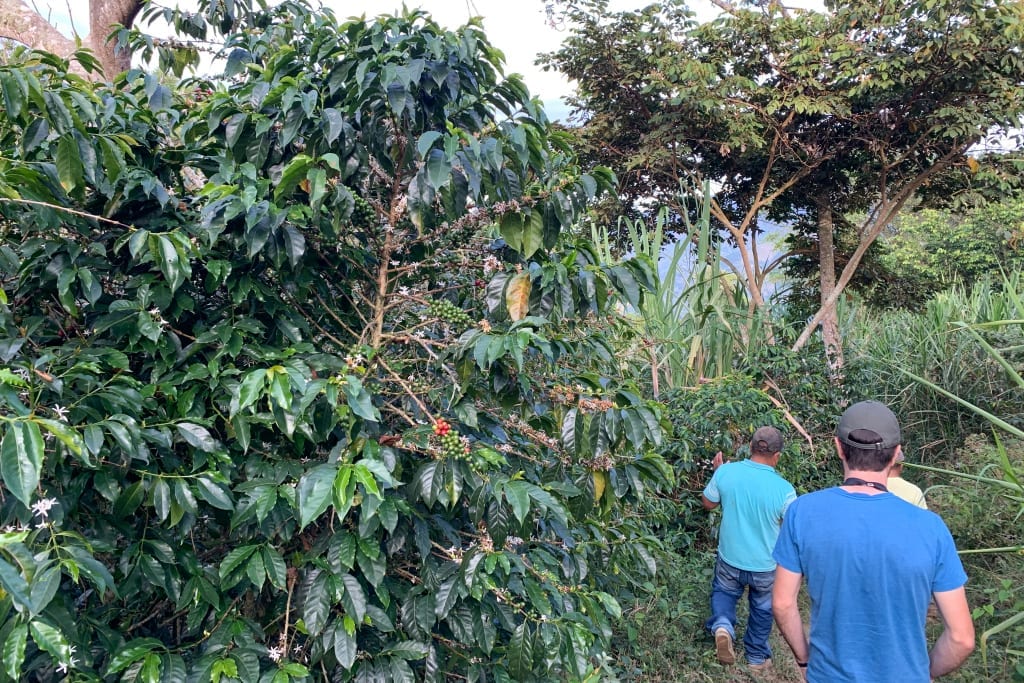 Colombia coffee farm, where we source green coffee.