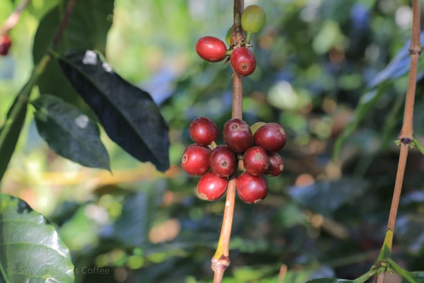 Om Bene coffee, Tolo Rojo area Bajawa