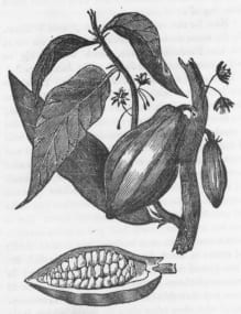 Botanical illustration of the cacao pod, leaf and branch.