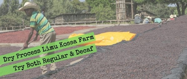 Ethiopia Organic Dry Process Two Ways: Regular vs. Decaf