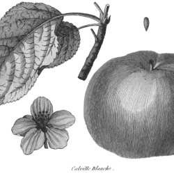 Apple, Malic taste