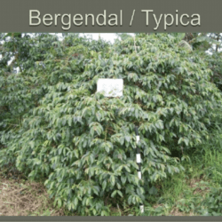 Bergendal