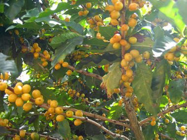 the robusta/conillon crop Archives - The Rio Times