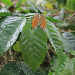 Rambung coffee variety or Abyssinia 7