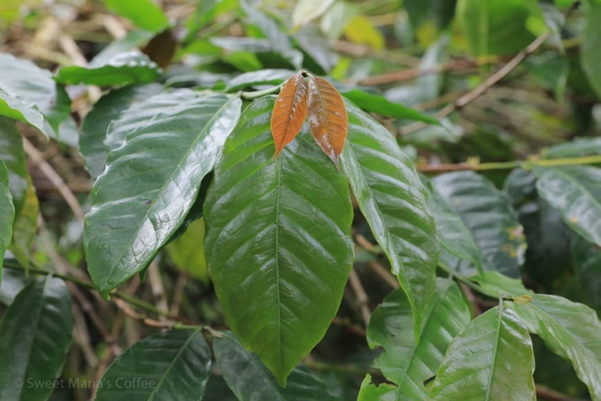 Rambung coffee variety or Abyssinia 7