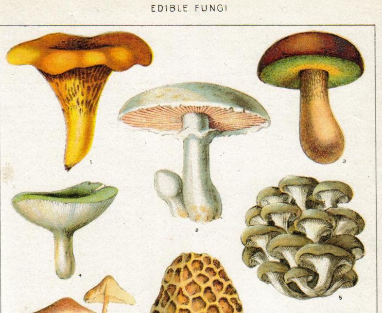 Umami Mushrooms, All About Umami