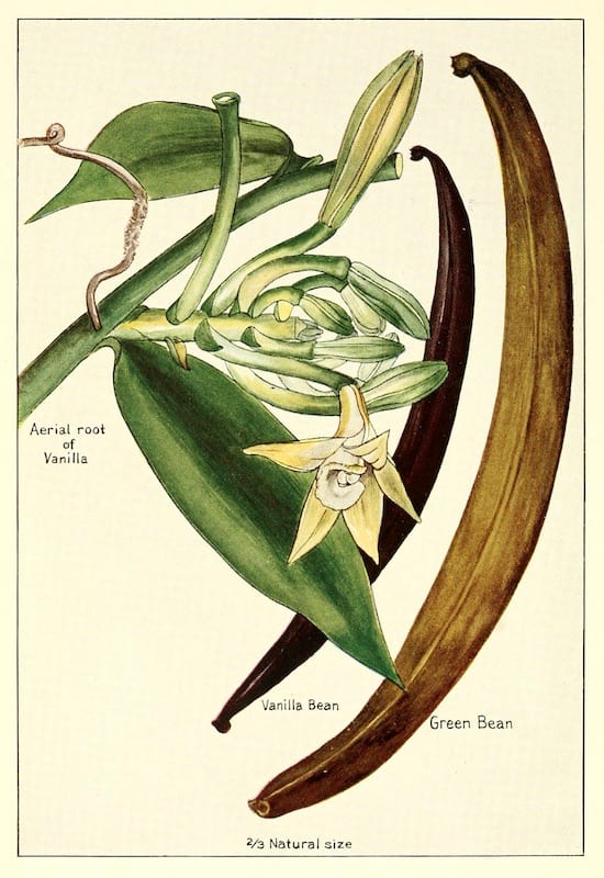Vanilla bean botanical art