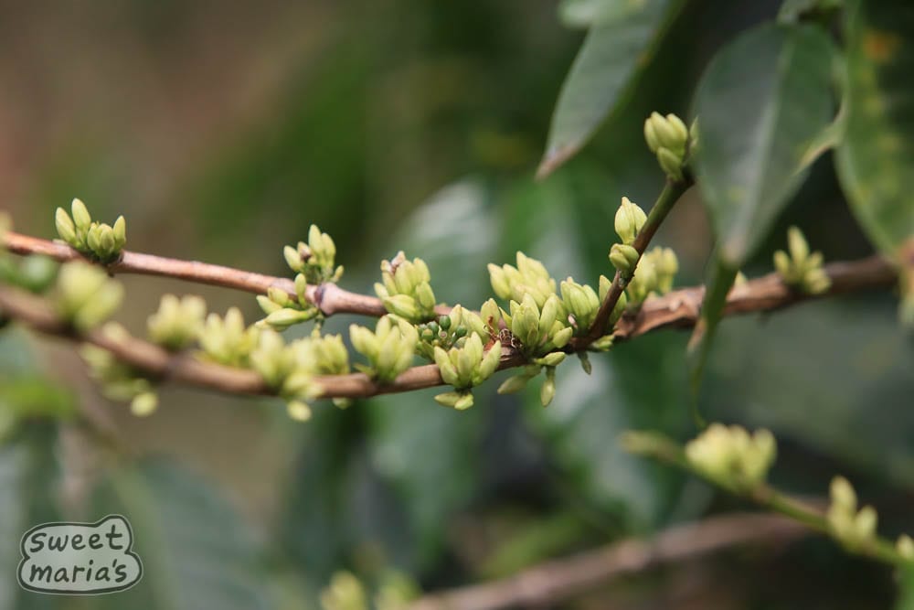 Newly budding coffee tree branch Congo
