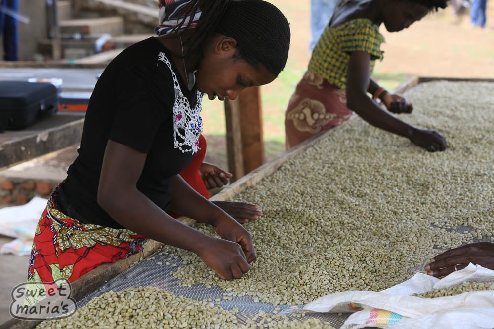 Skin drying, sorting coffee, Congo