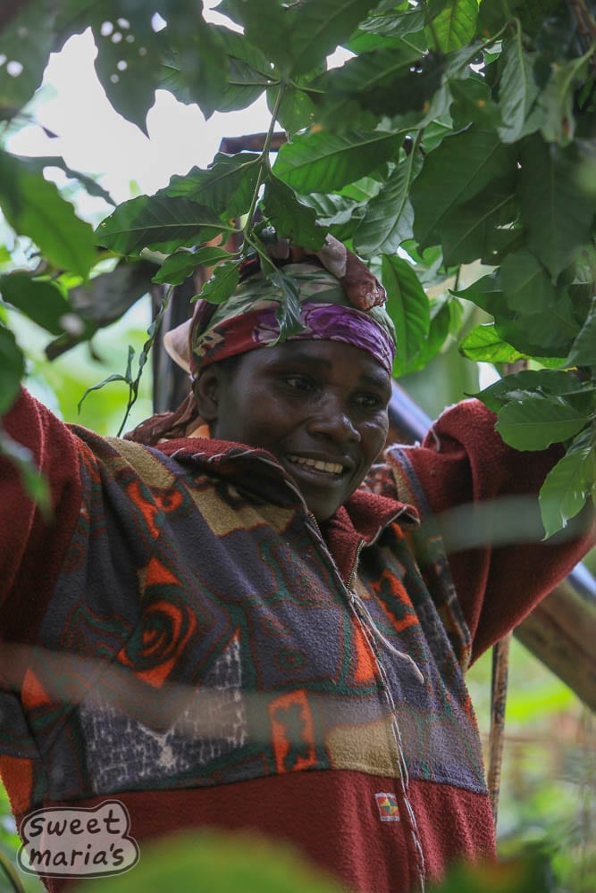 Harvesting coffee in Congo