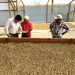 Guatemala Coffee: Sweet Maria's Proyecto Xinabajul