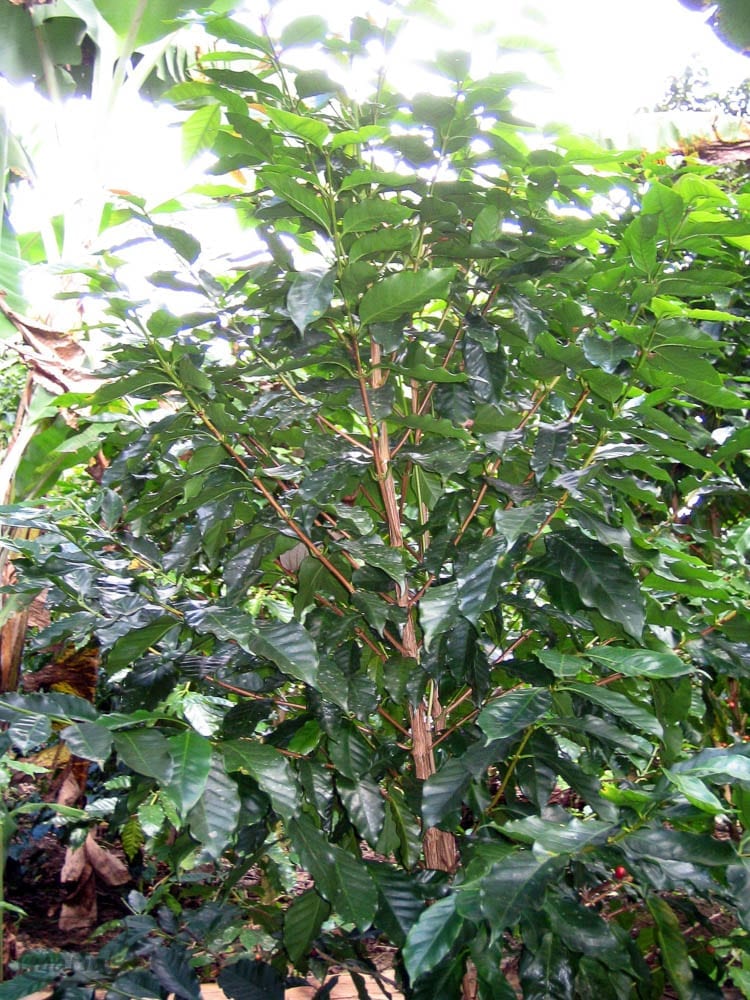 Java Cultivar