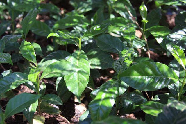 Komato Coffee Mill Nursery, with type 74110 cultivar