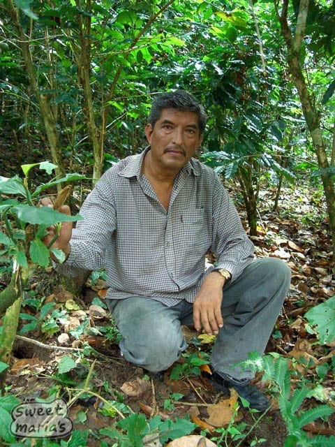 A member of UDEPOM coop in Chiapas Mexico, a large Fair Trade certified group.