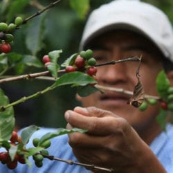 Mexico Coffee Overview