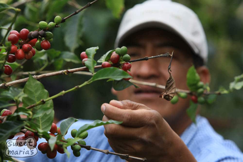 Mexico coffee farm, harvesting coffee cherry for green coffee beans