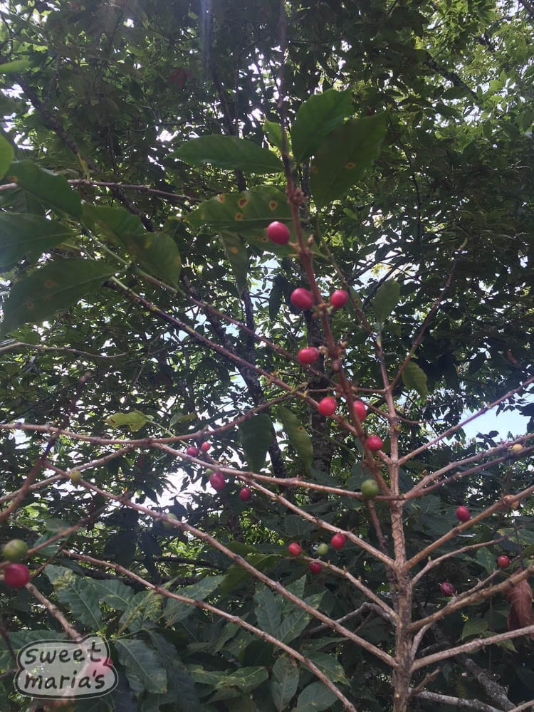 Coffee tree in the Oaxaca highlands, with a lot of Typica variety still found.