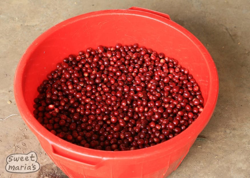 Luis Melchior, processing coffee at home, where he has Bourbon and , Mundo Novo cultivars