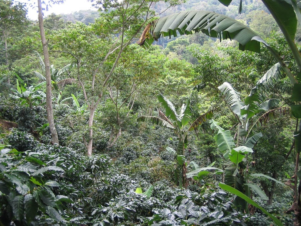 Nicaragua, lush coffee forest