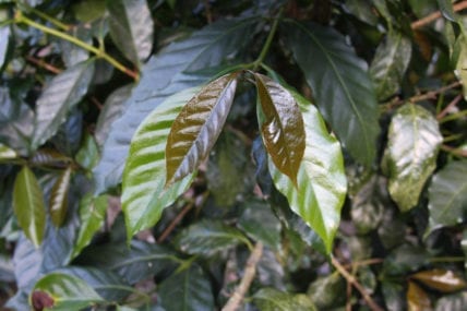 Java variety , originally from Cameroon it is said