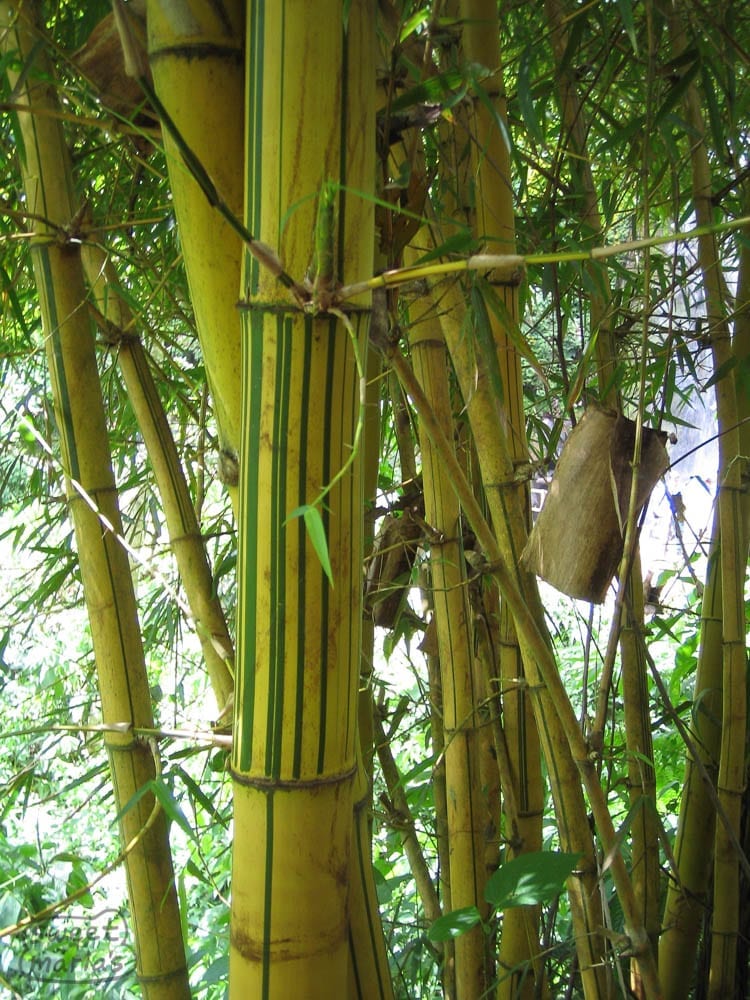 Timber bamboo Nicaragua