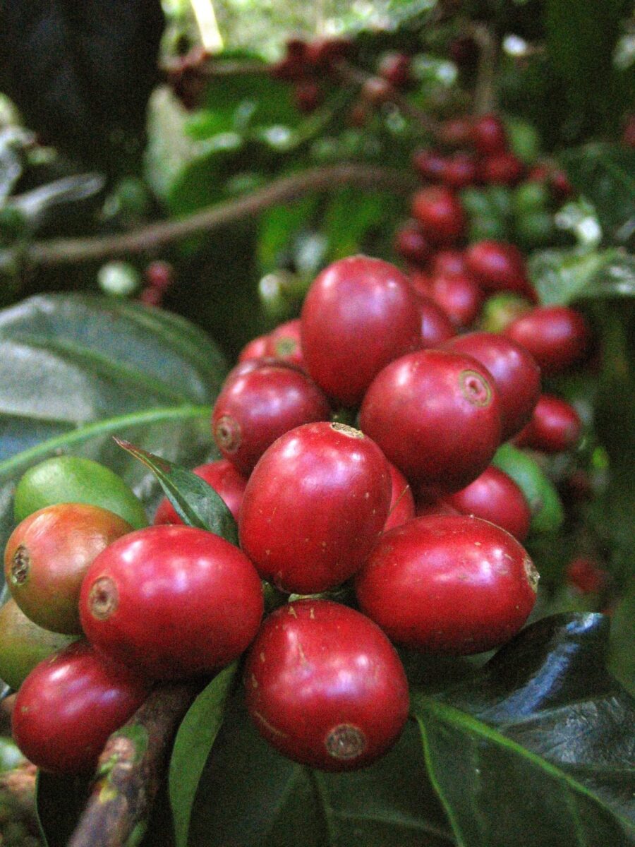Nicaragua Coffee Farm Visits, Matagalpa - Sweet Maria's Coffee Library