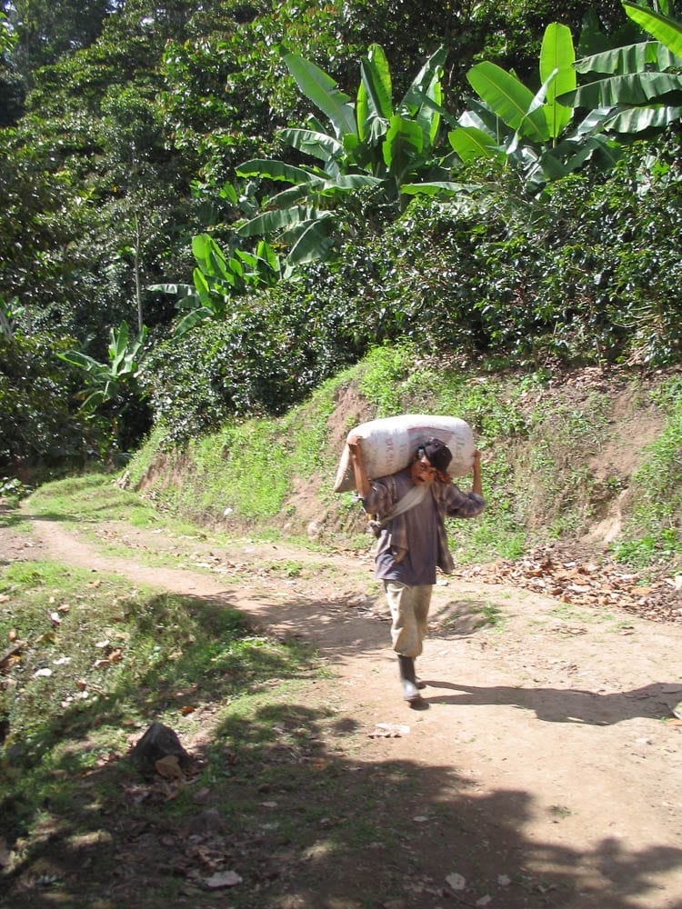 Bags of cherry are usually walked from the nearby picking areas to an area where they can be loaded on the truck., (Nicaragua 2006)