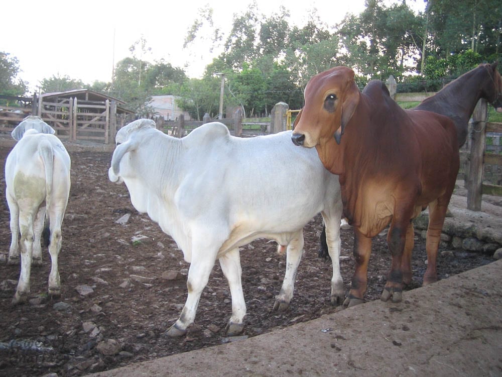 The prize-winning cattle at Las Placeras.