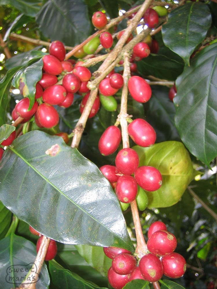 pacamara coffee cherry nicaragua