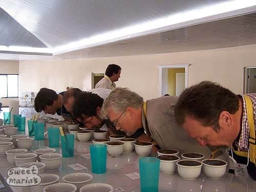 Smelling the crust on the cups, part 1 of judging the wet aromatics (part 2 is breaking the crust with the spoon).