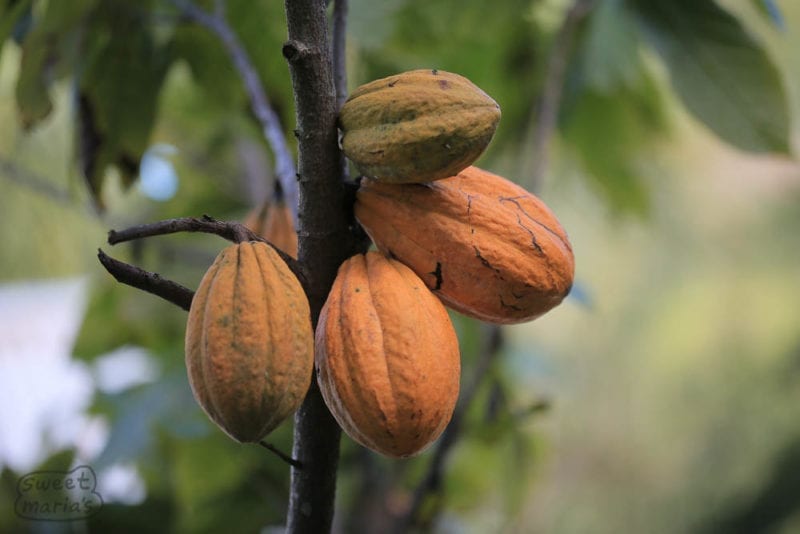 Cacao: Pods of cacao ripen on the tree. Sulawesi seems to have g