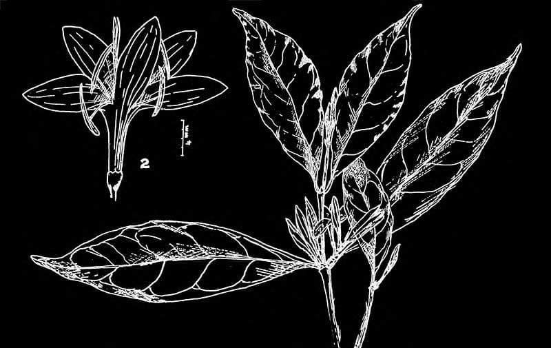 Coffee Botanical Drawing