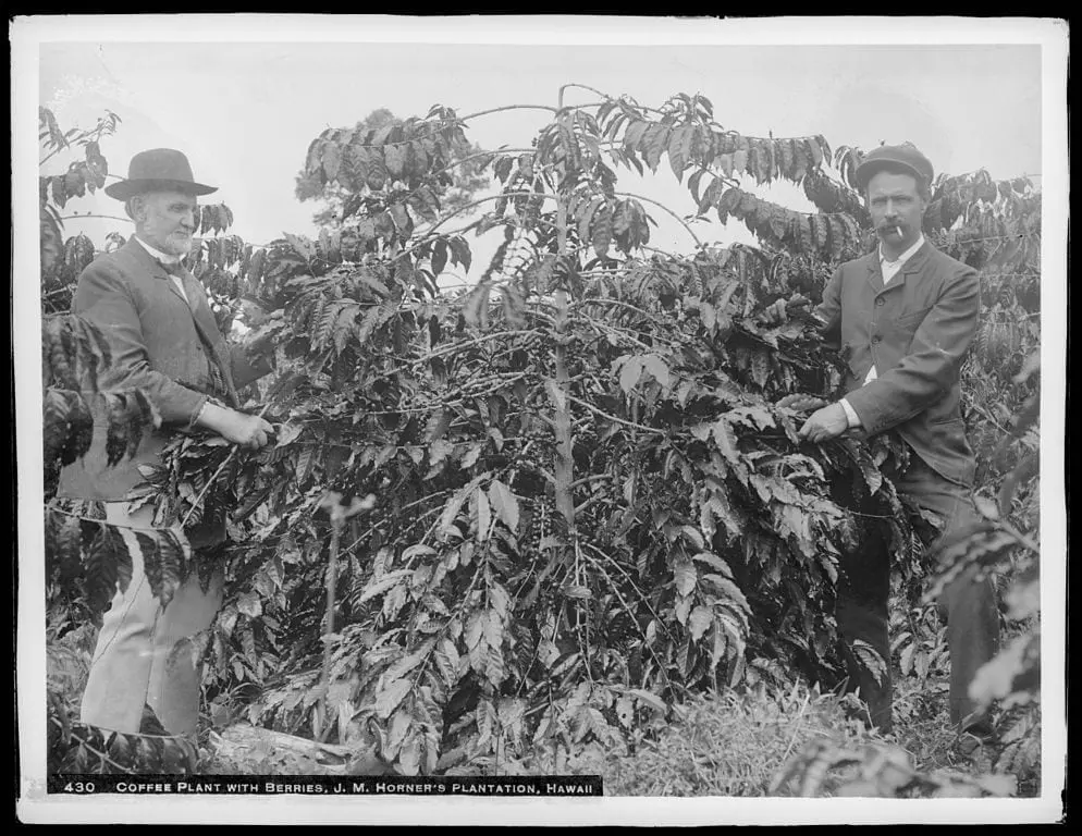 History of Hawaiian Coffee and Kona Coffee in the Modern Day - Sweet  Maria's Coffee Library