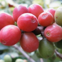 Yemen - Ismaili Coffee the Crown Jewel of Yemen?