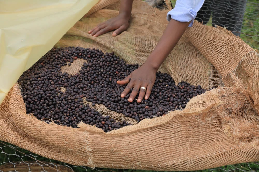 Burundi doesn't always have the best climate for making natural coffee, simply drying the cherry as it comes from the tree. I feel naturals need to dry within 14 days or so, then have plenty of rest time afterward to stabilize. If they dry too slow or in wet weather, the taste can go south. This is at Mubuga station. Didier is manager. 300 tables. 400 tons is target. 1580 meters.