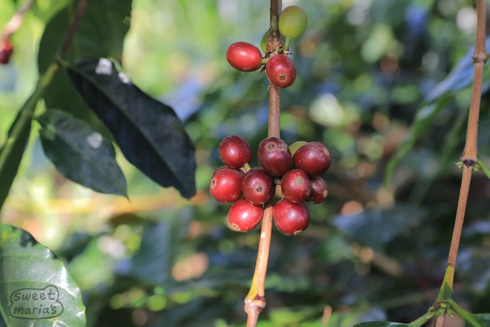 Om Bene, Tolo Rojo area Bajawa Coffee