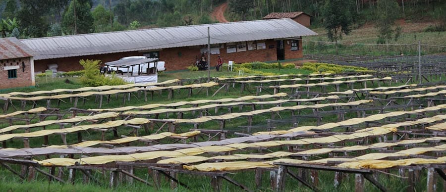 Several rows of raised coffee drying beds at Yandaro coffee washing station in Kabarore Commune, Yandaro.