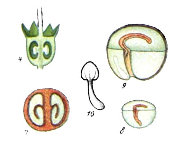 coffee_seed_development