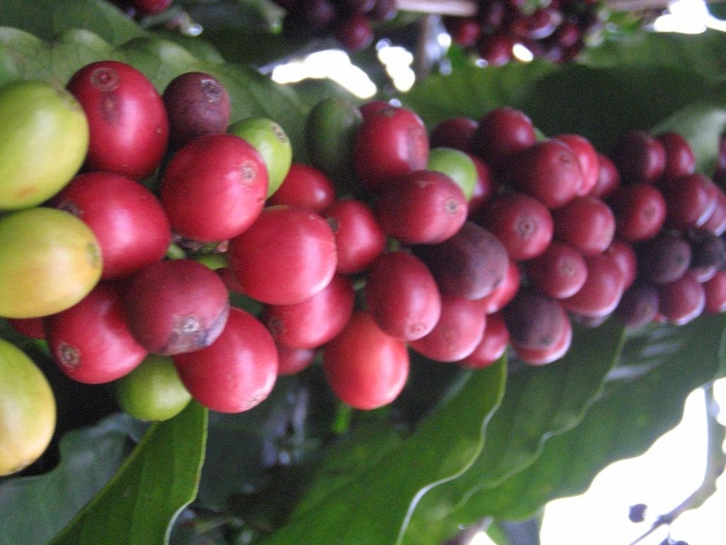Hawaii red coffee cherry