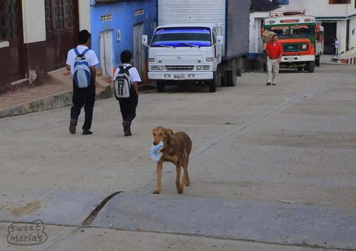 A dog on a mission Rioblanco Tolima Sweet Marias