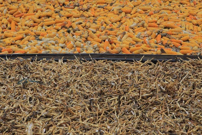 Beans and corn the crops you can eat Finca Florestales Sweet Marias