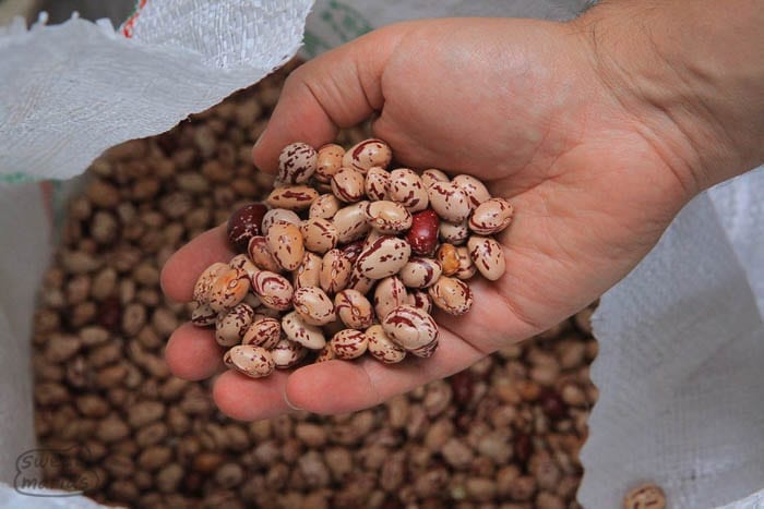 Beans the other crop at Florestales Sweet Marias
