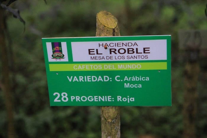 C Arbabica Moca hectare cultivation Sweet Marias