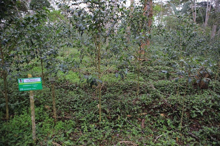 C Arbabica Moca hectare cultivation Sweet Marias