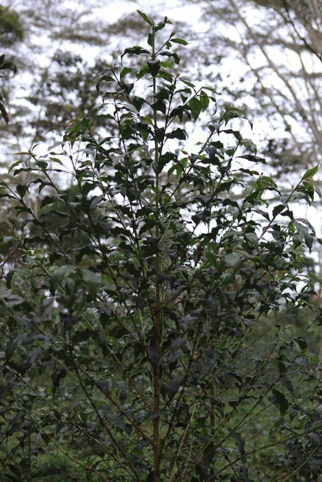C Arbabica Moca hectare cultivation Sweet Marias
