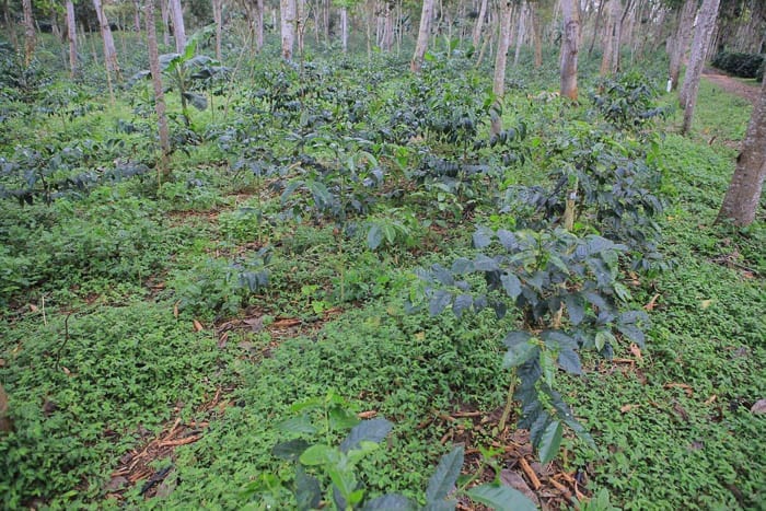 C Arbabica Racemosa hectare cultivation Sweet Marias