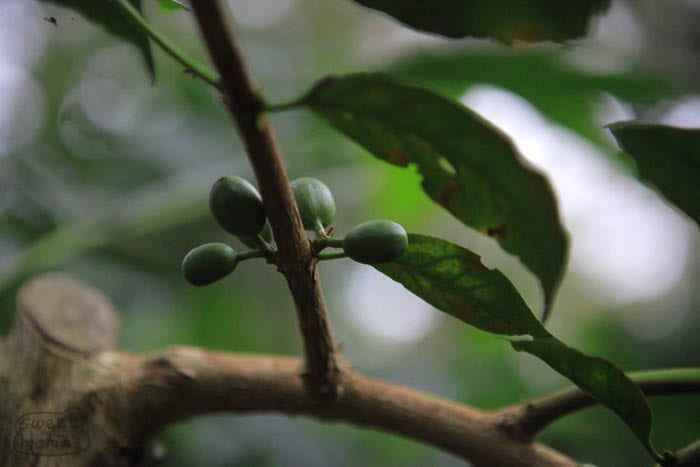 C. Arabica Gesha A Sweet Marias