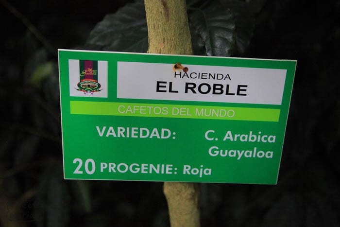 C. Arabica Guayaloa Sweet Marias