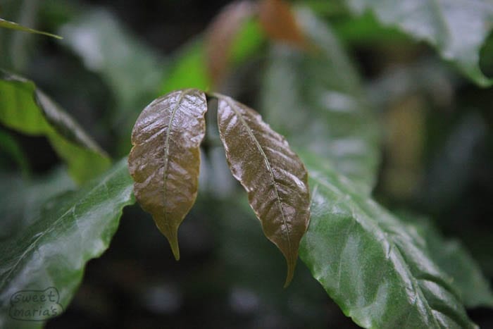 C. Arabica Guayaloa Sweet Marias